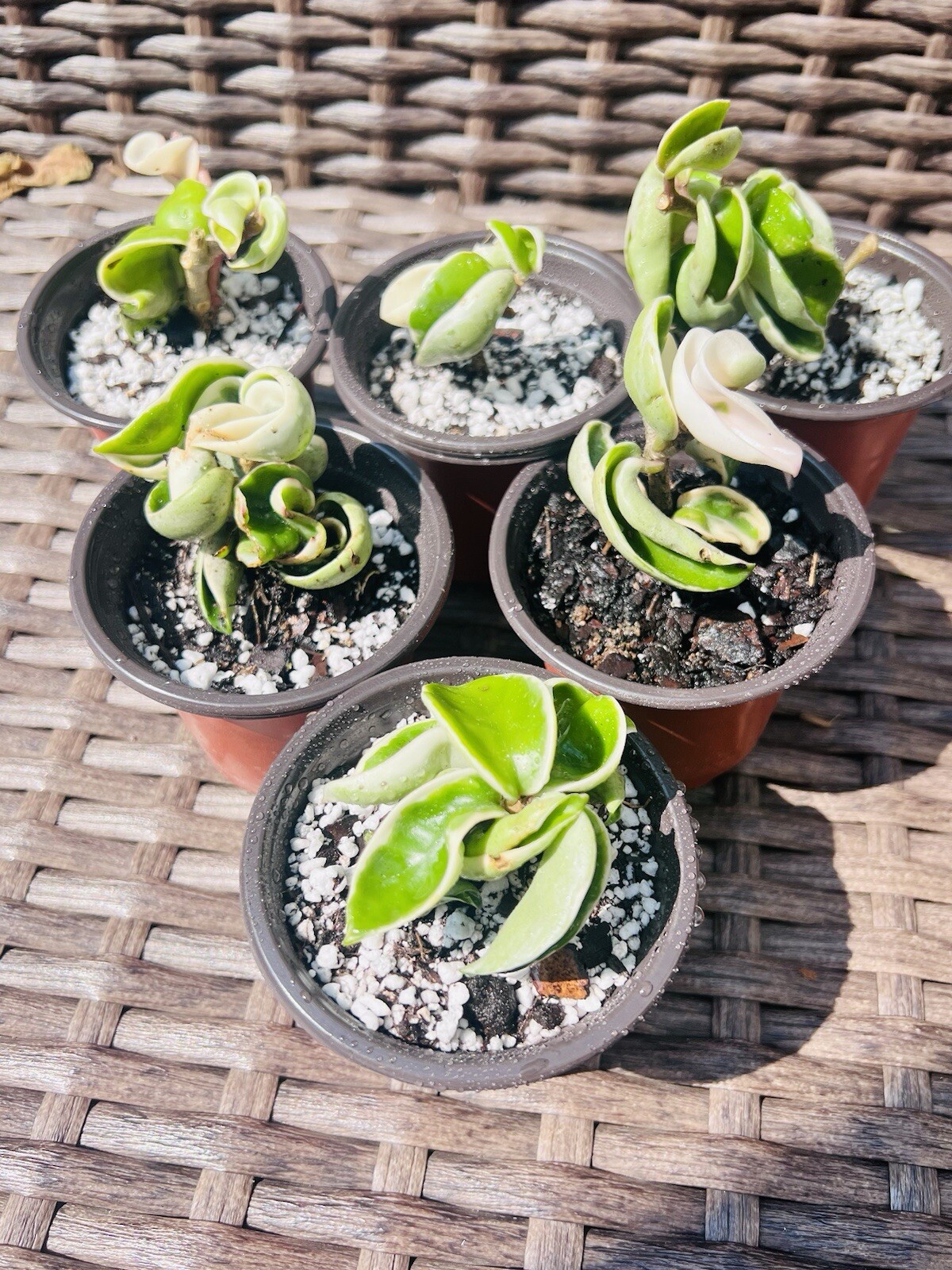 Variegated Hoya Rope Plant, Hindu Rope Plant Variegated Rooted With Pot!