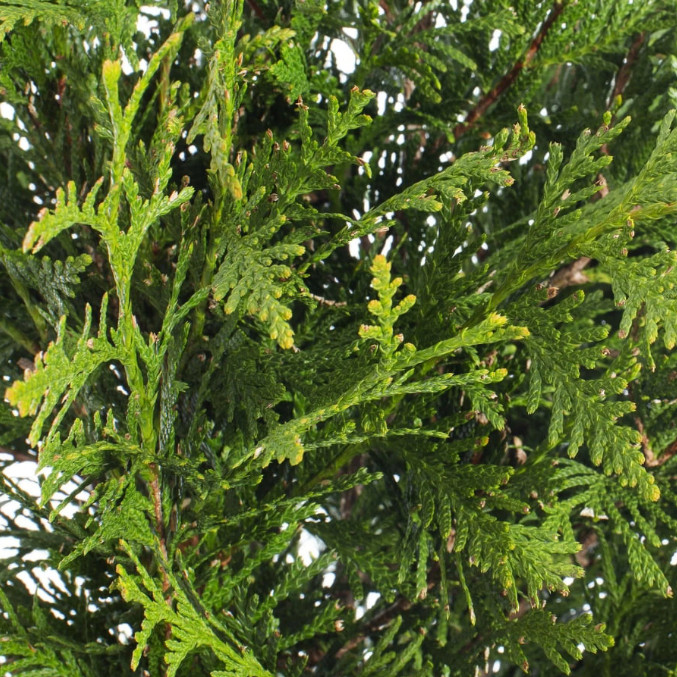 Live Thuja ‘Green Giant’ Plant – 12” Tall – 4” Pot – Evergreen Tree