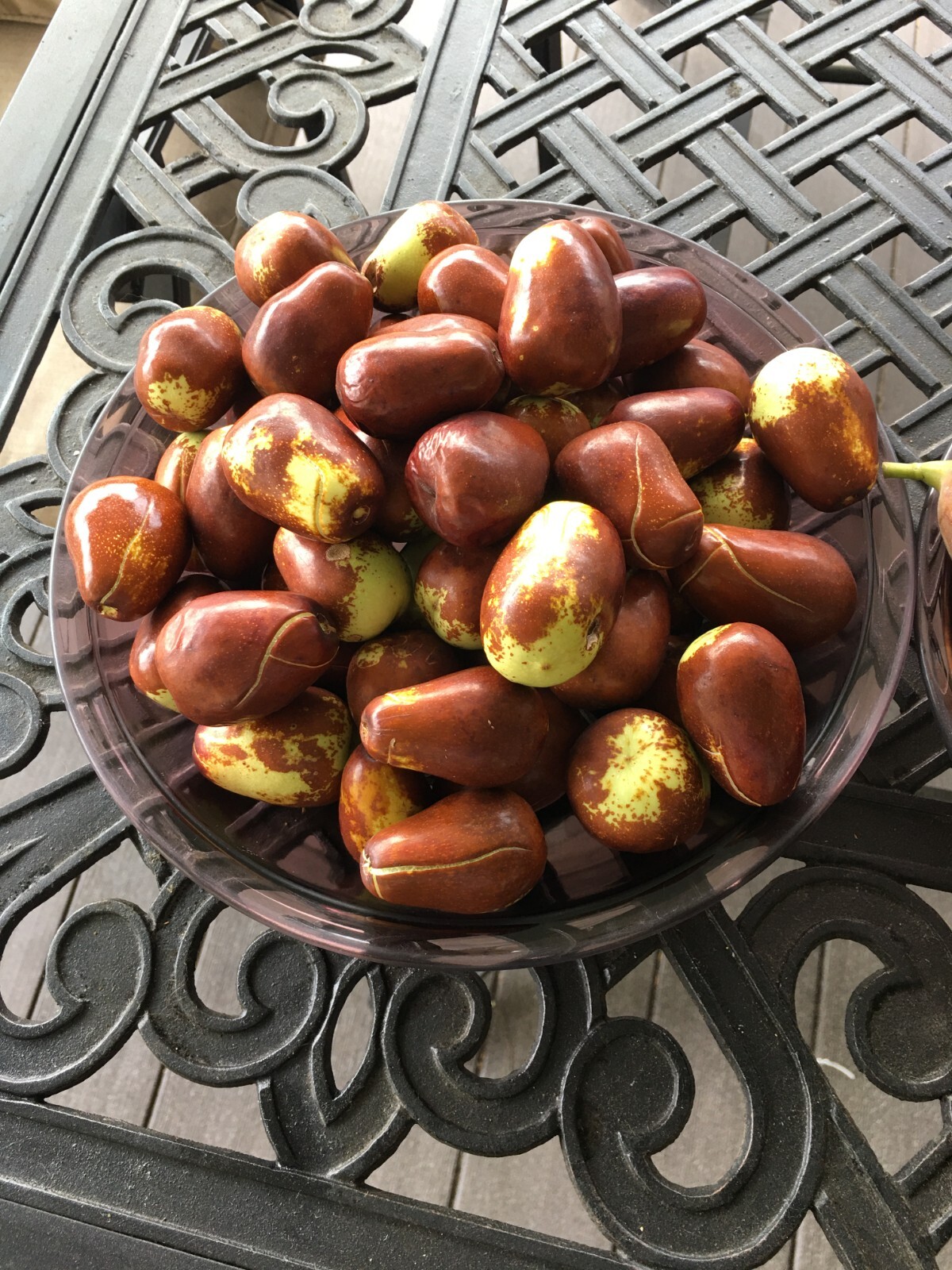 Lang JuJuBe Tree Cuttings, Chinese Dates, 5 pcs
