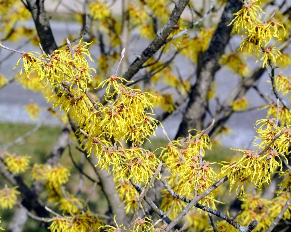 American Witch-Hazel Live Tree – 6-12″ Tall – 1qt Pot – Deciduous – Zones 3-8