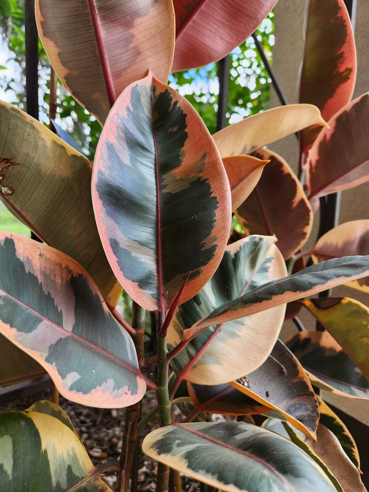 Ficus elastica”Ruby” Variegated Rubber Tree, Starter Plant, Lot of 2