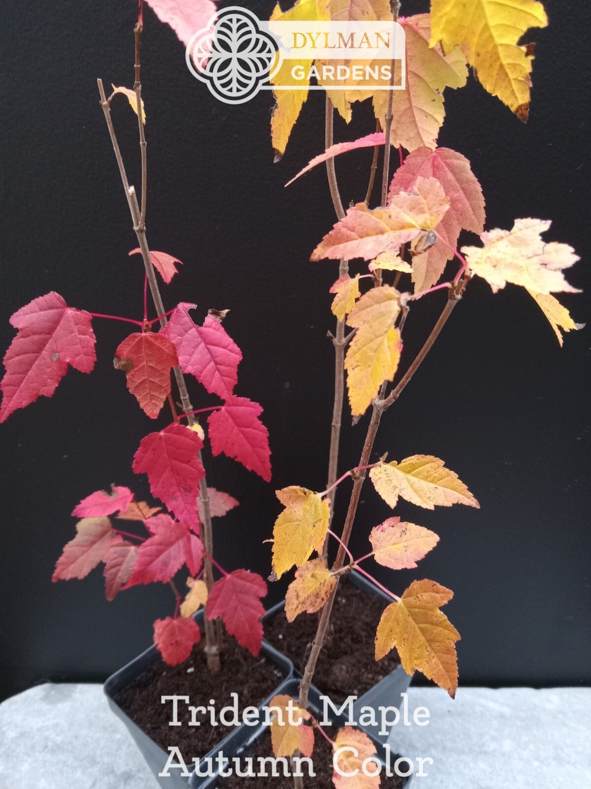 Trident Maple Tree (Acer buergerianum) – Bonsai – Live Plant – Multiple Sizes