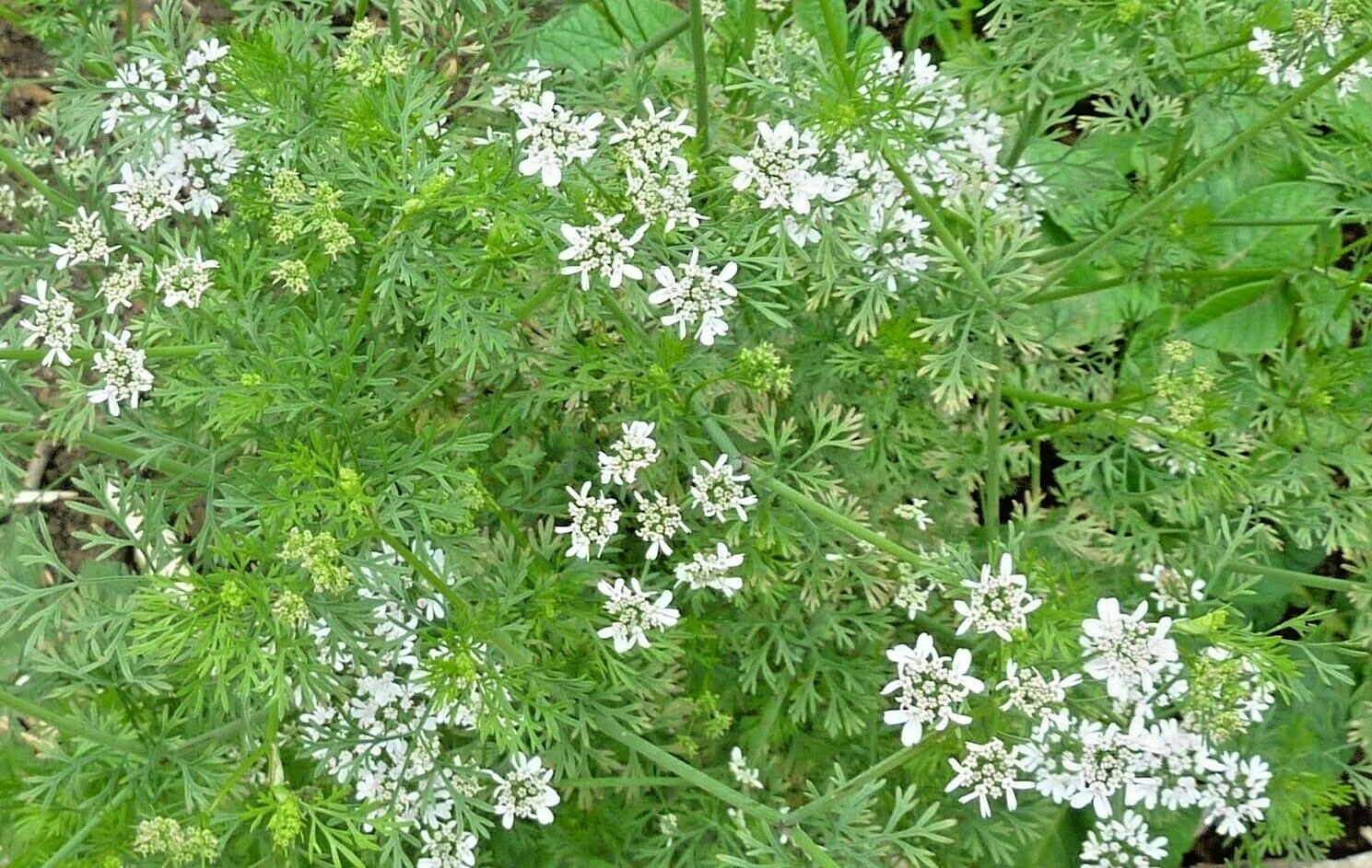 61+CILANTRO Seeds Coriander Salsa Tex Mex Kitchen Summer Garden Container Herb