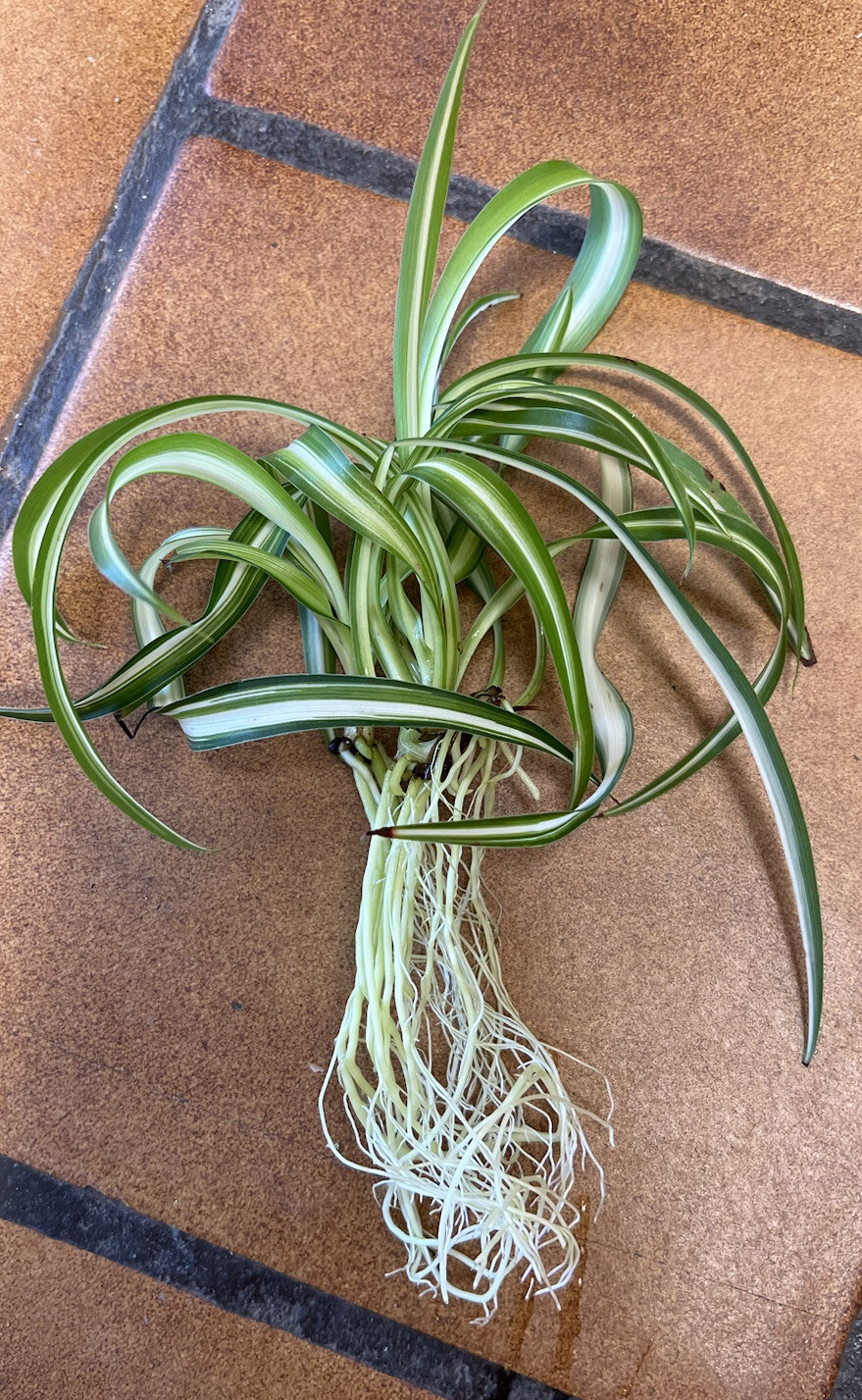 4-Rooted Spider Baby Plants/Variegated Bonnie/established plants easy to care