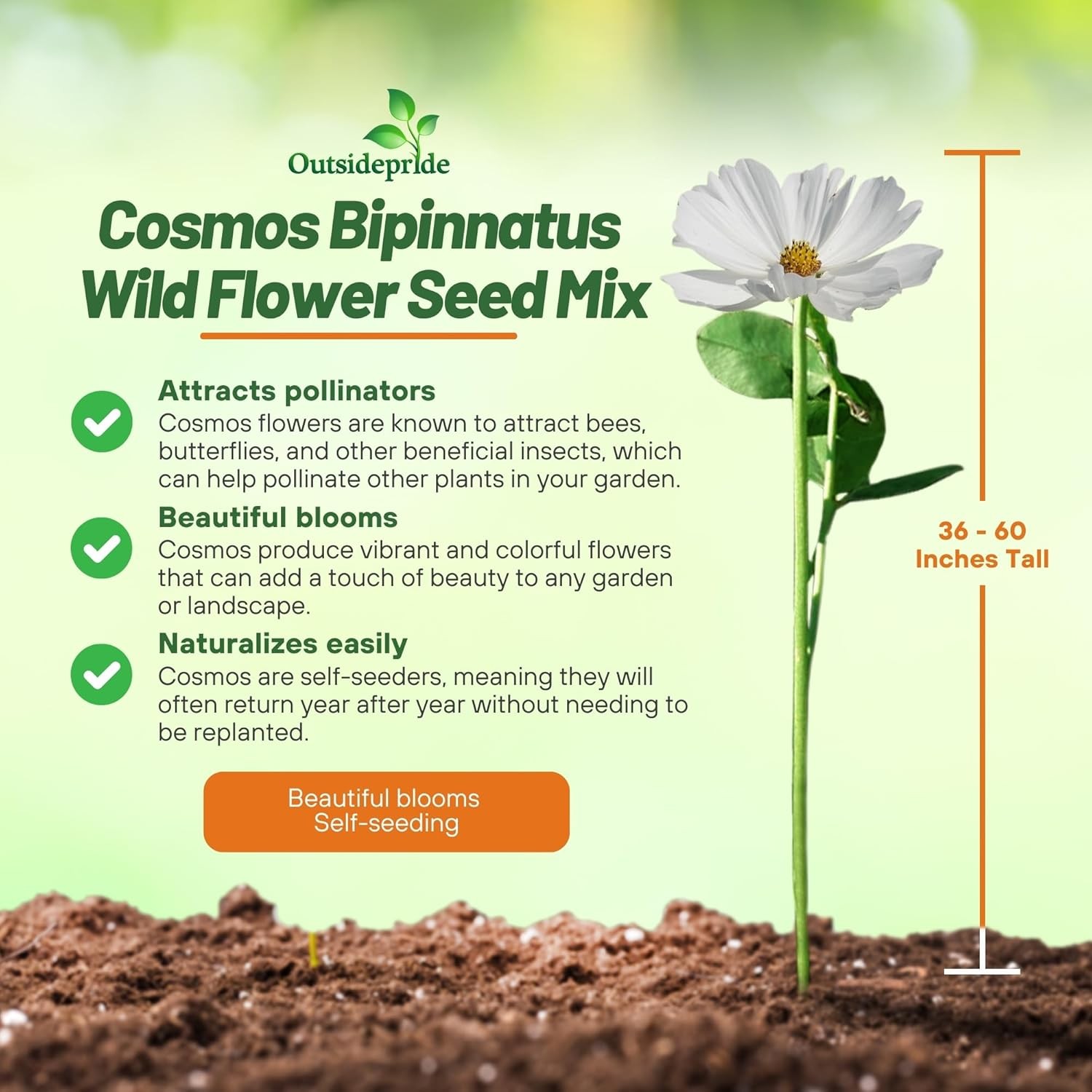 5 LBS Cosmos Seeds Mix AAS Winner | Bippanatus Garden Flower Seed Mix