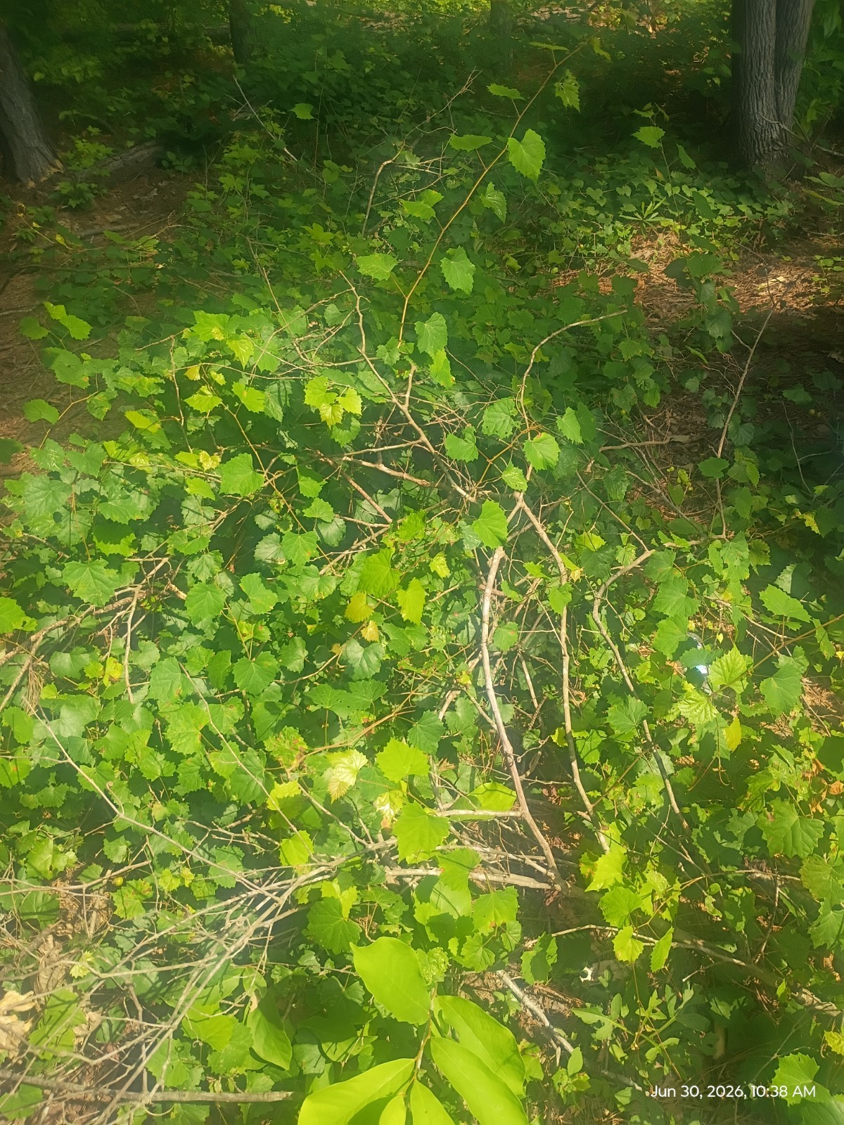 10 Pounds of Muscadine Vines Live Plants Grape Fruit Trellis Wine Garden Home