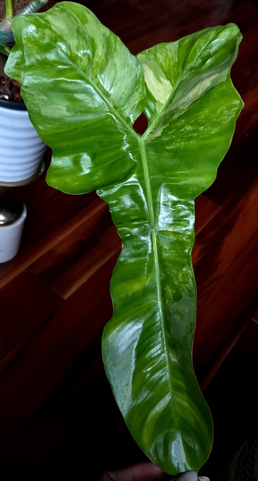 Rare XL Philodendron Florida Beauty X Paraiso Verde 28″ Wide 14″ Leaf Monstera