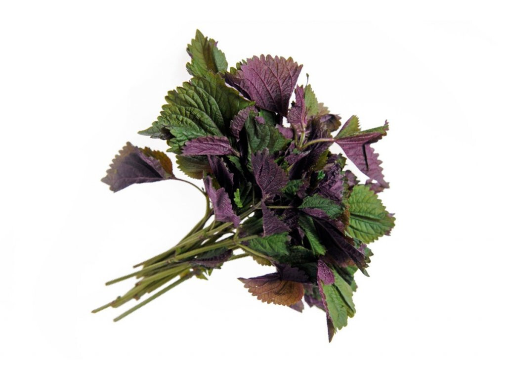 Shiso Seeds, Perilla, Tía Tô, NON-GMO, Variety Sizes
