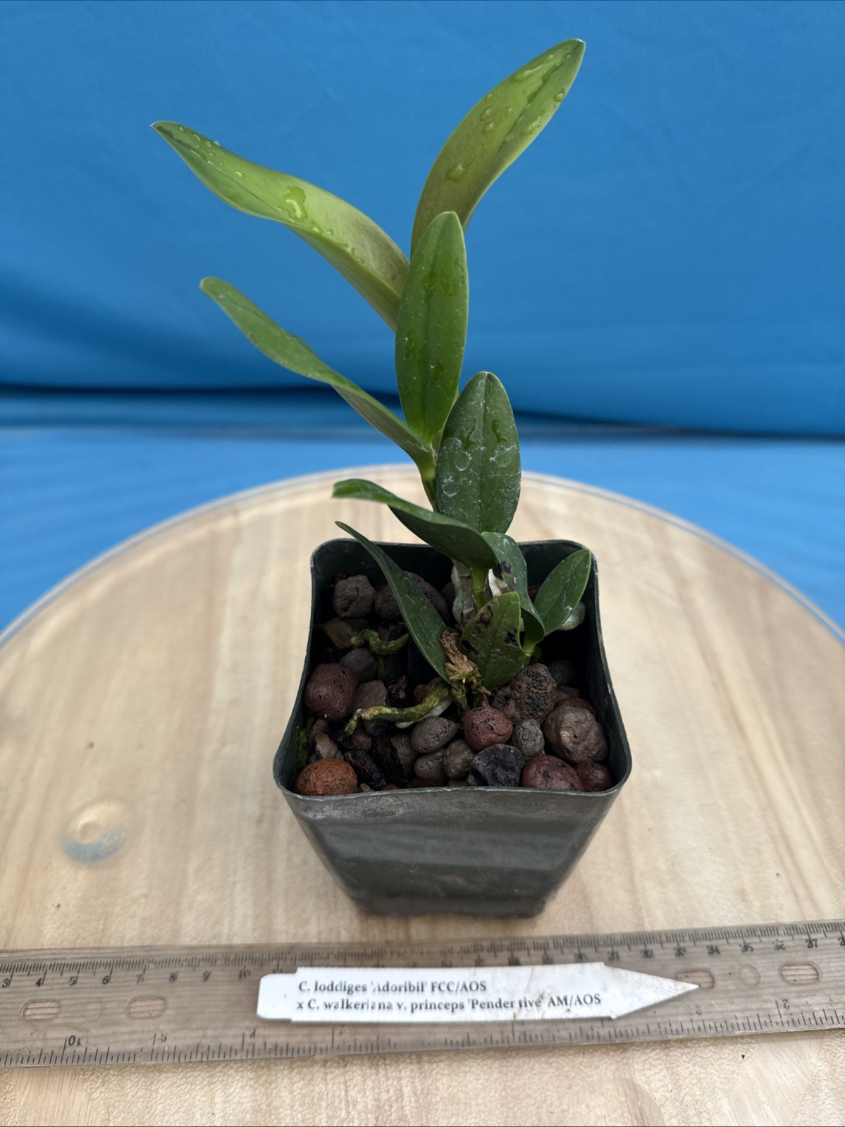 Cattleya Heathii (loddigesii X walkeriana) NBS Fragrant Orchid Eros Hybrid 4” Pt