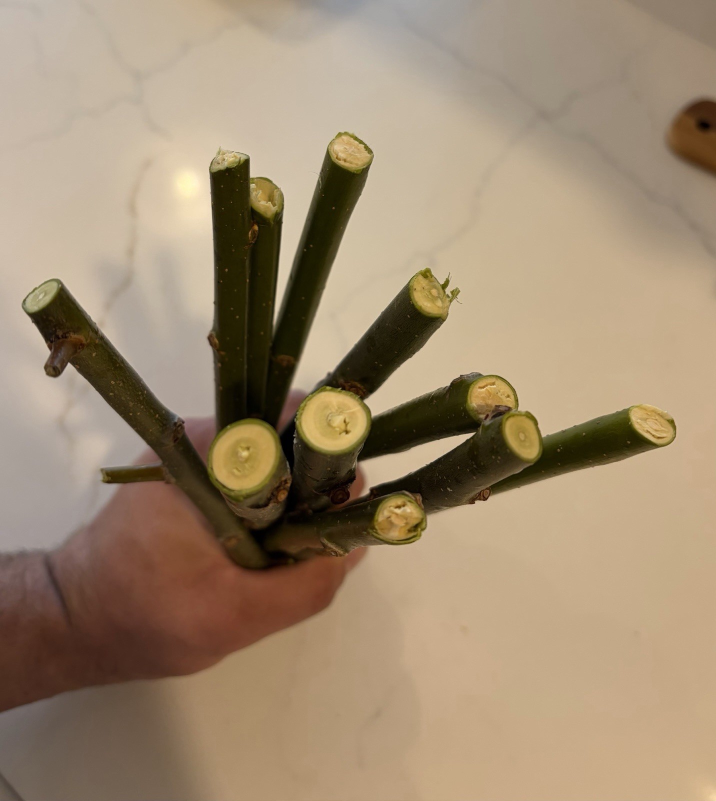 20 Austree Hybrid Willow Tree Cuttings Freshly Harvested After Order is Placed