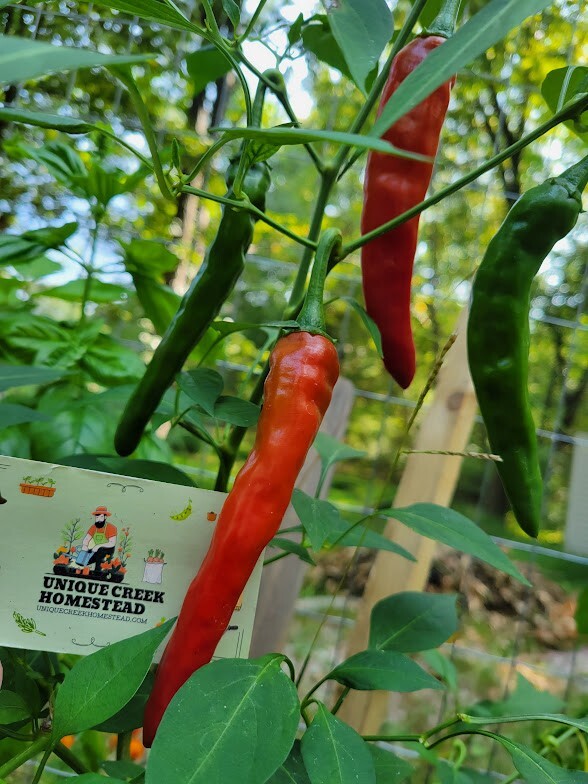 XL Hot Thai Chili Pepper Seeds 50,000-100,000 Scoville Heat Units SHU