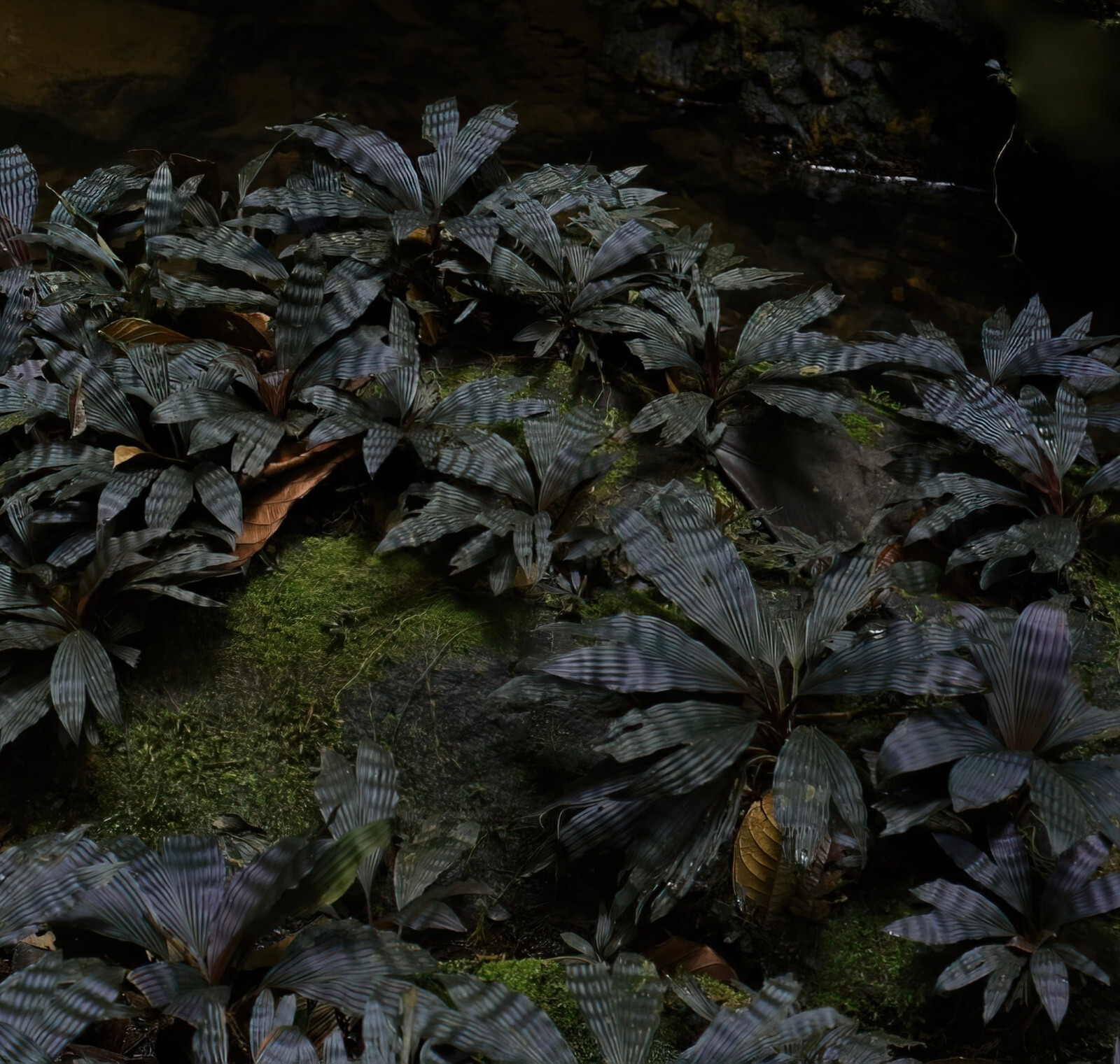 Dicranopygium sp. aff. harlingii “Violet” – Panamanian rheophytic dwarf cyclanth