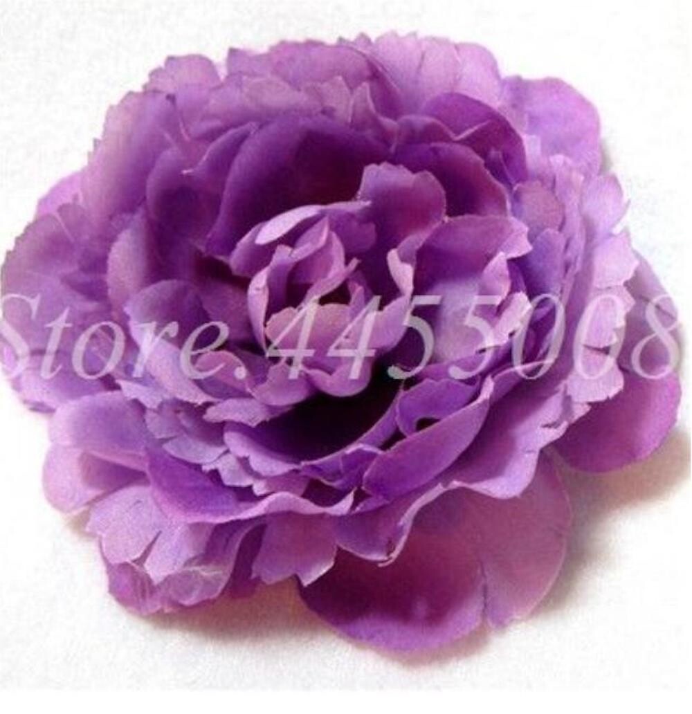 20 SEEDS for Purple PEONIES rare flowering blossom exotic plant bush USA Seller