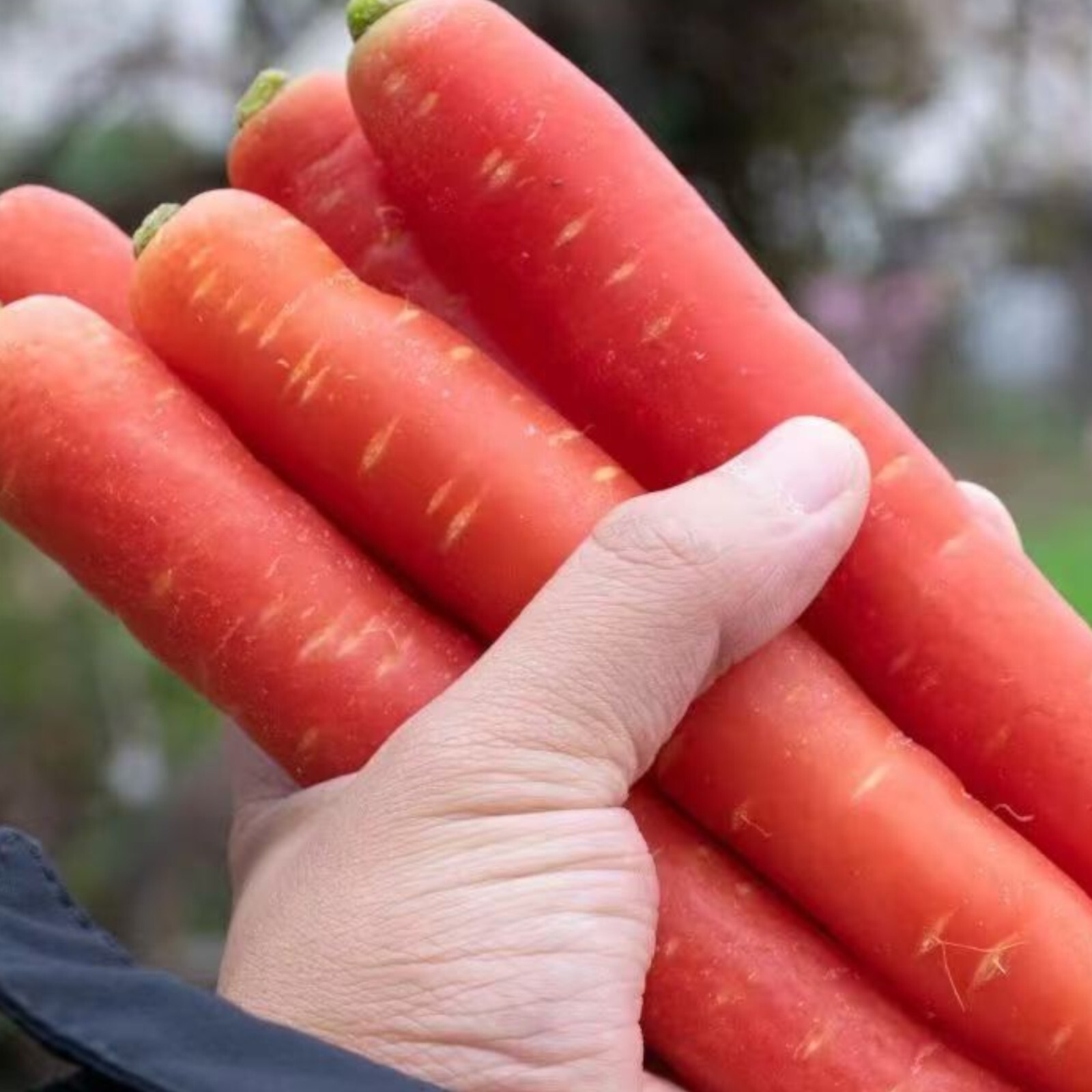Red Fruit Carrot Seeds – 1000 Seeds – Non-GMO Heirloom Root Vegetable