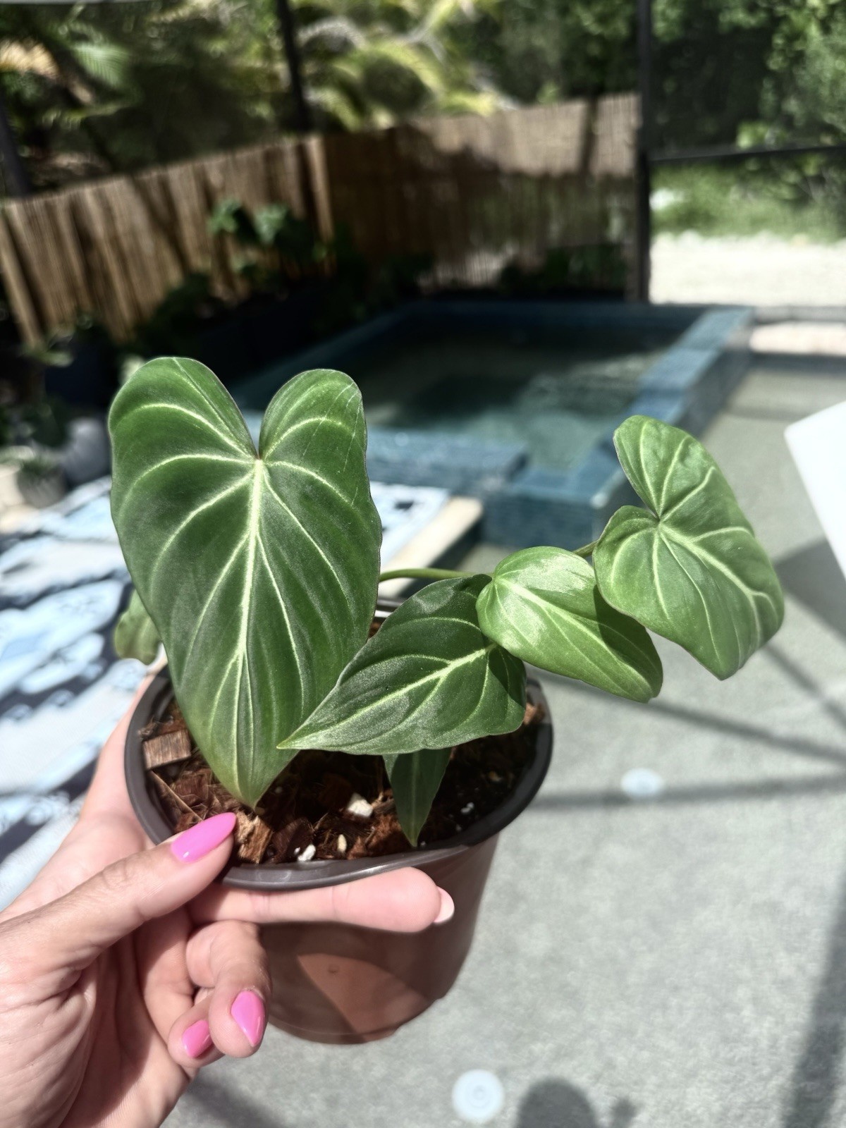 Philodendron Gloriosum Dark Form Tiny Plant (includes Two Plants) Free Shipping