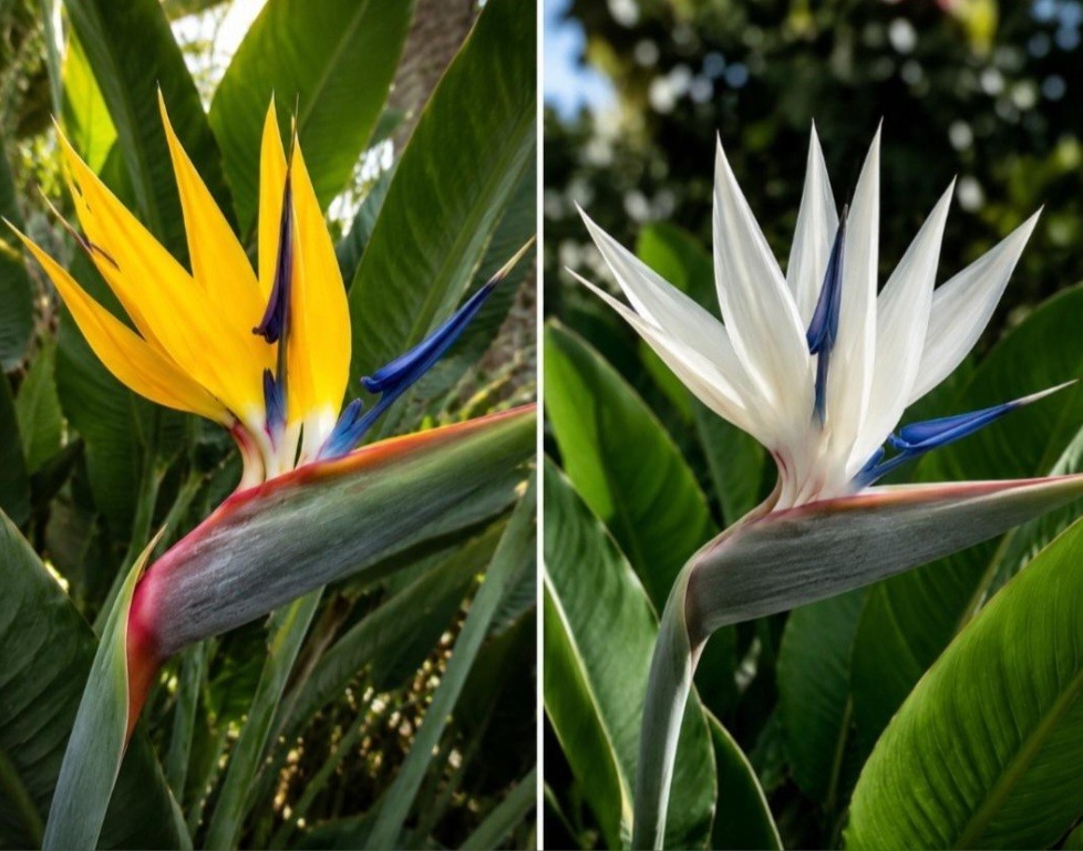 Strelitzia Bird Of Paradise Bundle White And Mandela’s Gold Live Starter Plants