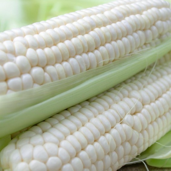 Silver Queen Hybrid White Sweet Corn Seeds Free Shipping!