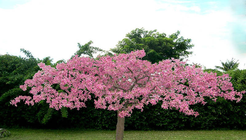 Chorisia speciosa @@ exotic flowering tree silk floss bottle baobab seed 5 seeds