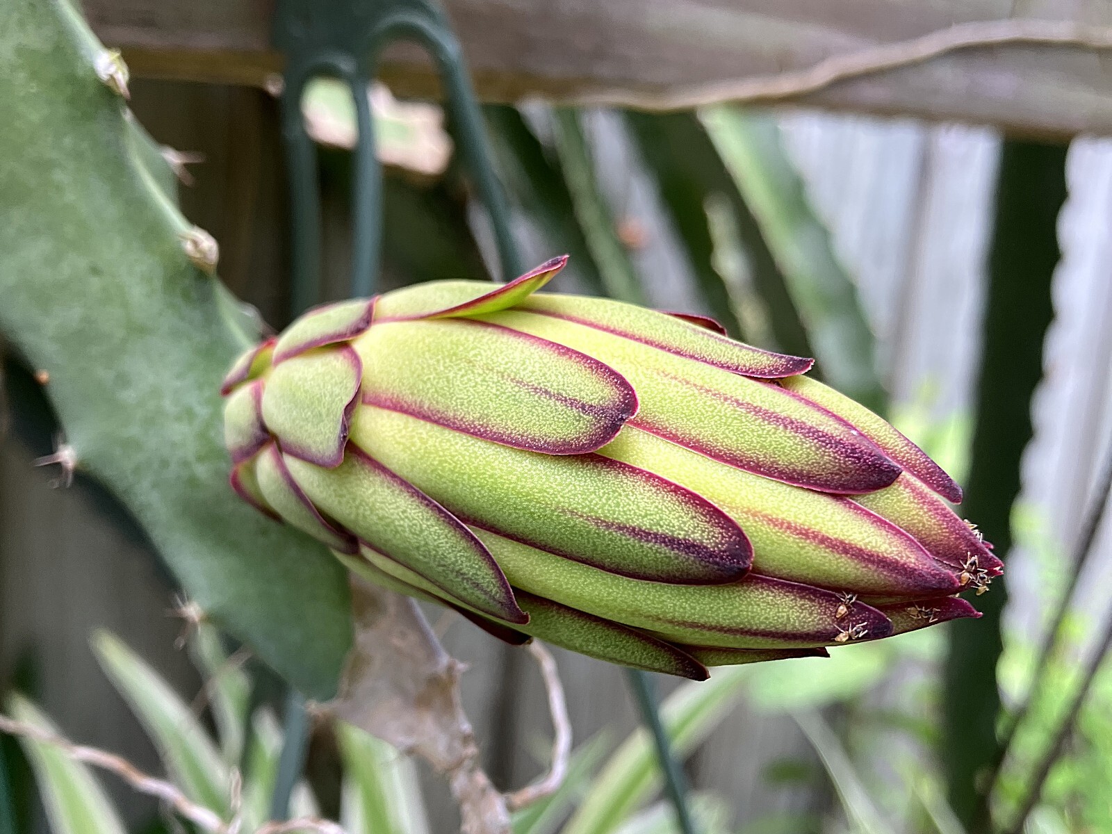 Unleash Exotic Flavor: Grow Dragon Fruit from Large Cuttings!