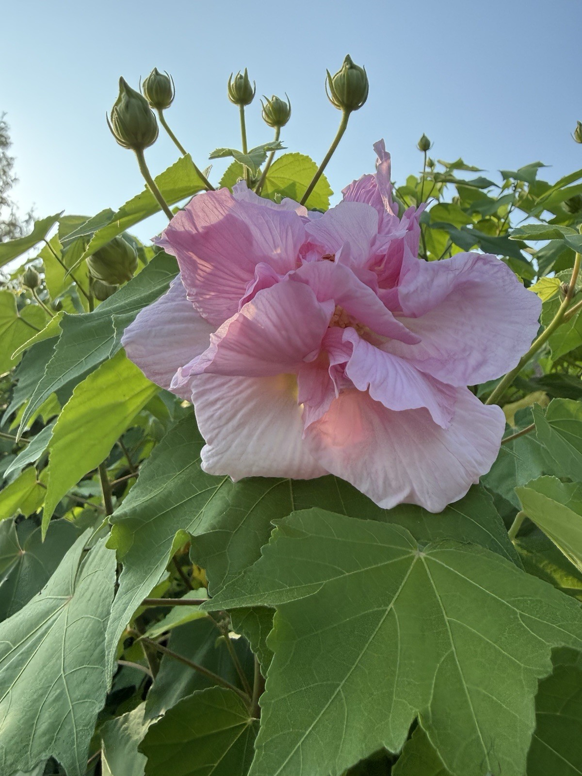 Hibiscus Rose of Sharon Pink & White Flowering Shrub Plant, 1 Pack
