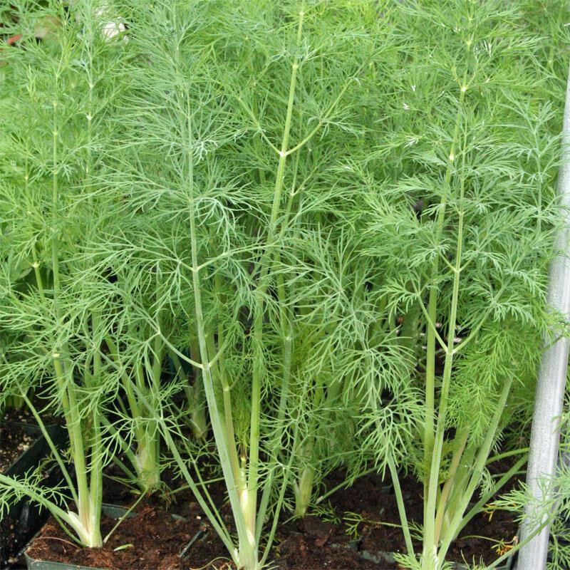 DILL DUKAT 300 SEEDS NON-GMO FRESH FOR 2024 GARDENS