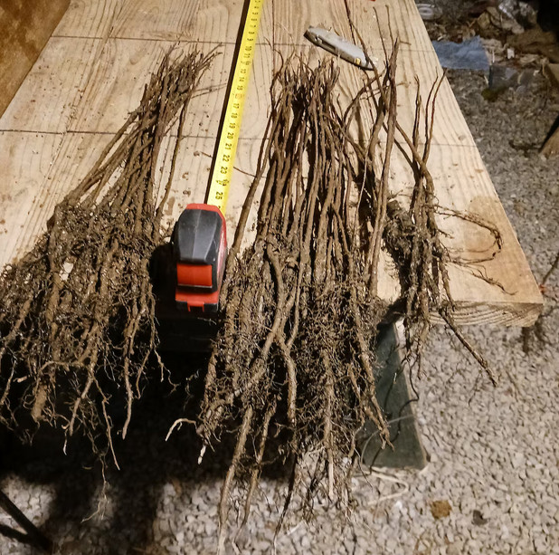 White Flowering Dogwood Tree – 24-36″ Tall Live Plant – Cornus florida