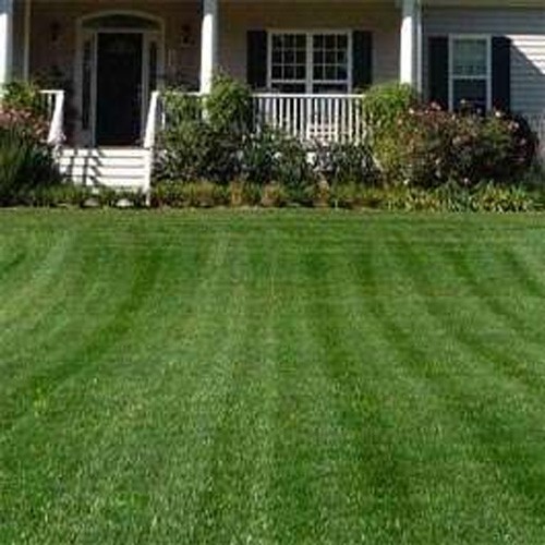 50 LBS – OptiGrowth Coated Combat Extreme Northern Zone – Tall Fescue &