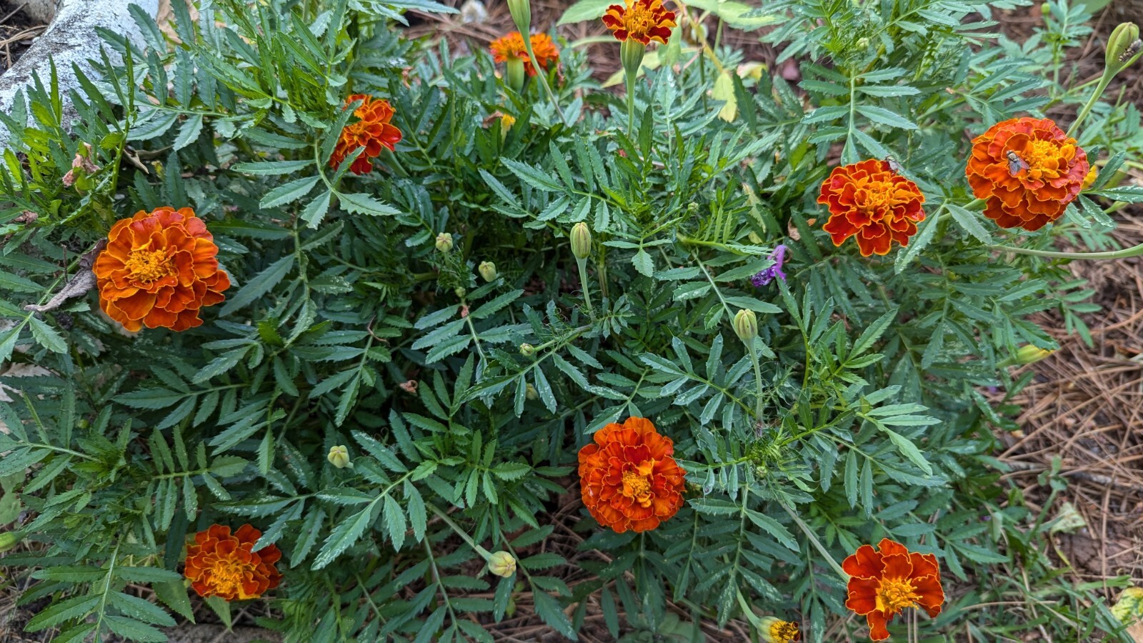 100+ French Marigold Dwarf BOLERO AAS winner 300 mg Seeds