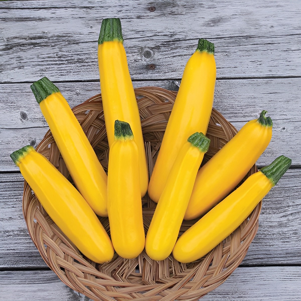 40 Heirloom Golden Zucchini Seeds – Summer Classic – Fast Growing & High Yields