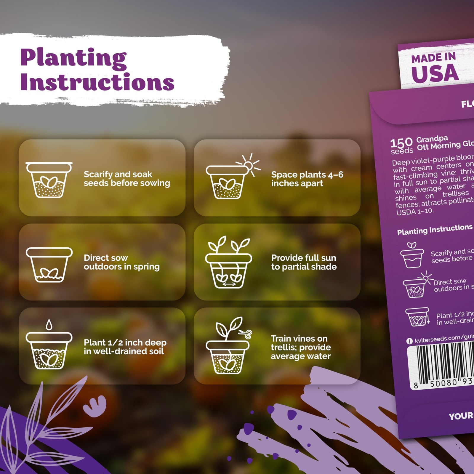 KVITER 150 Grandpa Ott Morning Glory Seeds (Ipomoea purpurea)