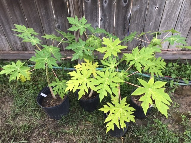 26-30″ Tall Papaya Plant