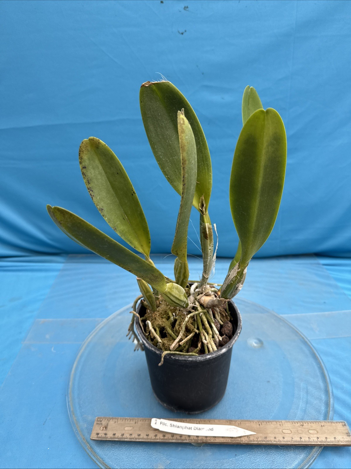 Cattleya Rlc Shinaphat Diamond White Yellow BS Orchid With Sheath 5.5” Pot