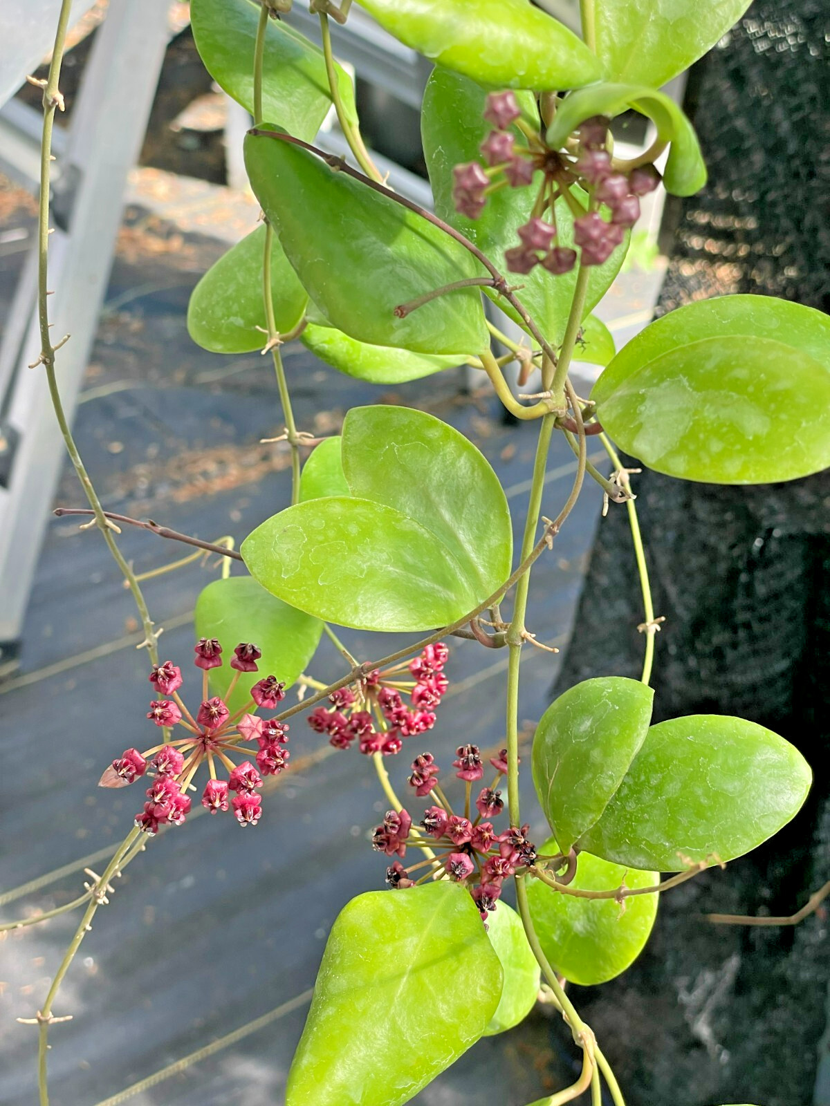 Hoya Lucardenasiana RARE! Well Rooted In 3.5″ pot – Very Healthy – Houseplants