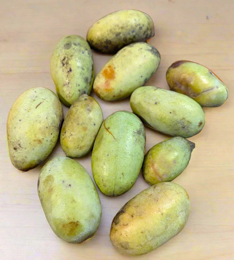 Paw Paw Tree Seeds – For 2026 Planting Asimina Triloba North American Custard