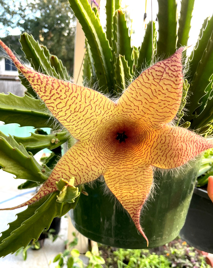 Ceropegia Species Carrion Flower, Carrion Plant, Starfish Plant in 6″ pot