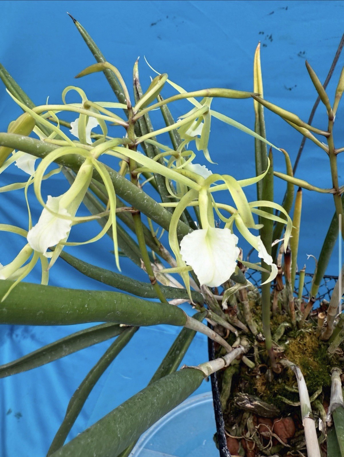 Brassavola cordata Green White Bloom Size Orchid Species 9” Pot + Hanger