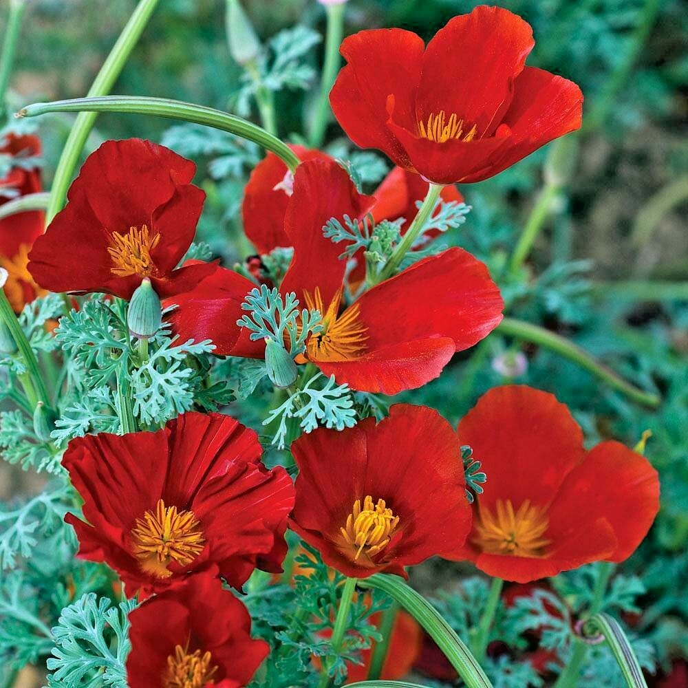 1001+RED CHIEF CALIFORNIA POPPY Flower Seeds Native Wildflower Garden Container