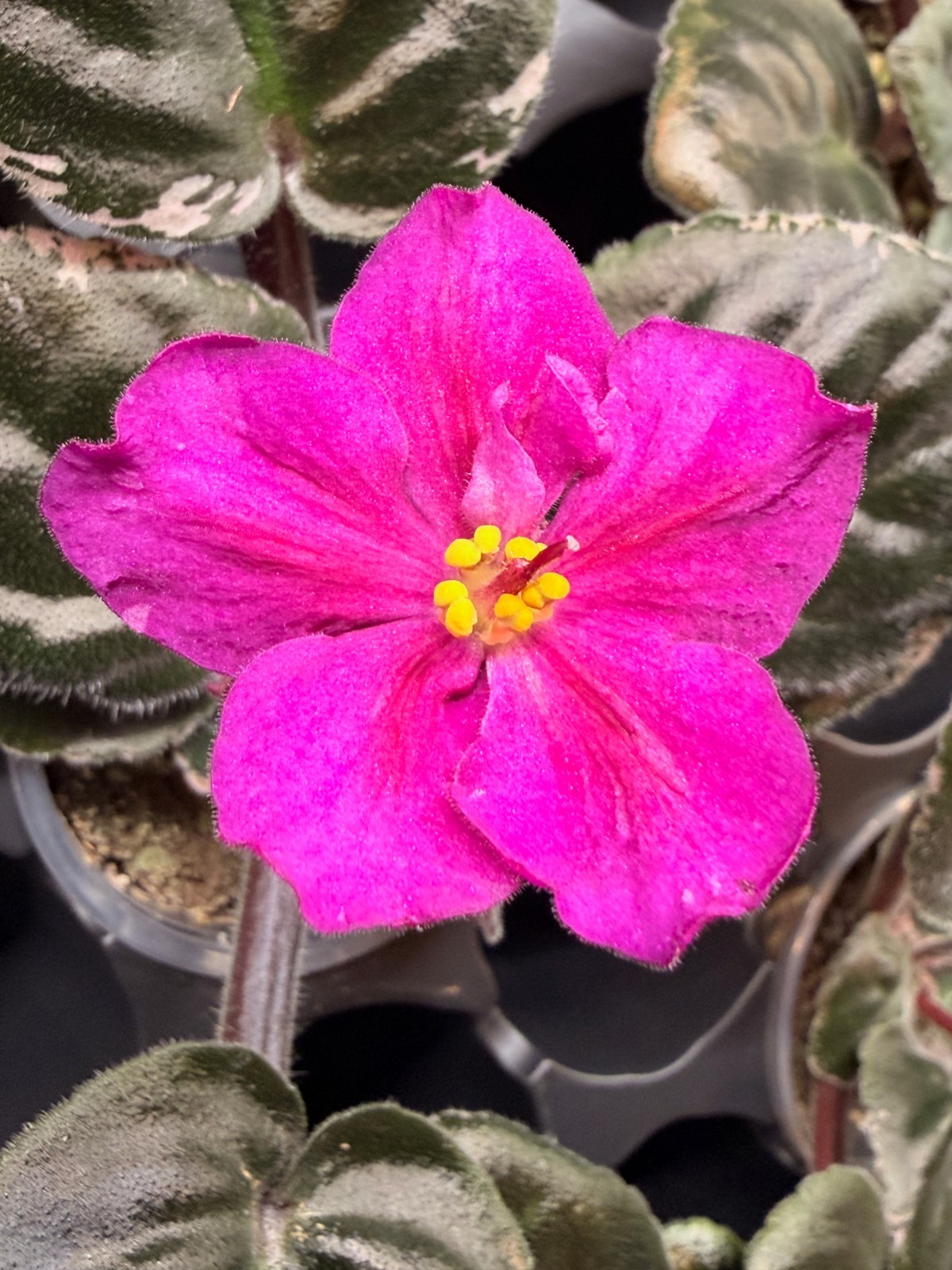 African Violet Plant Ma’s Jamaica Farewell Starter Plant Standard