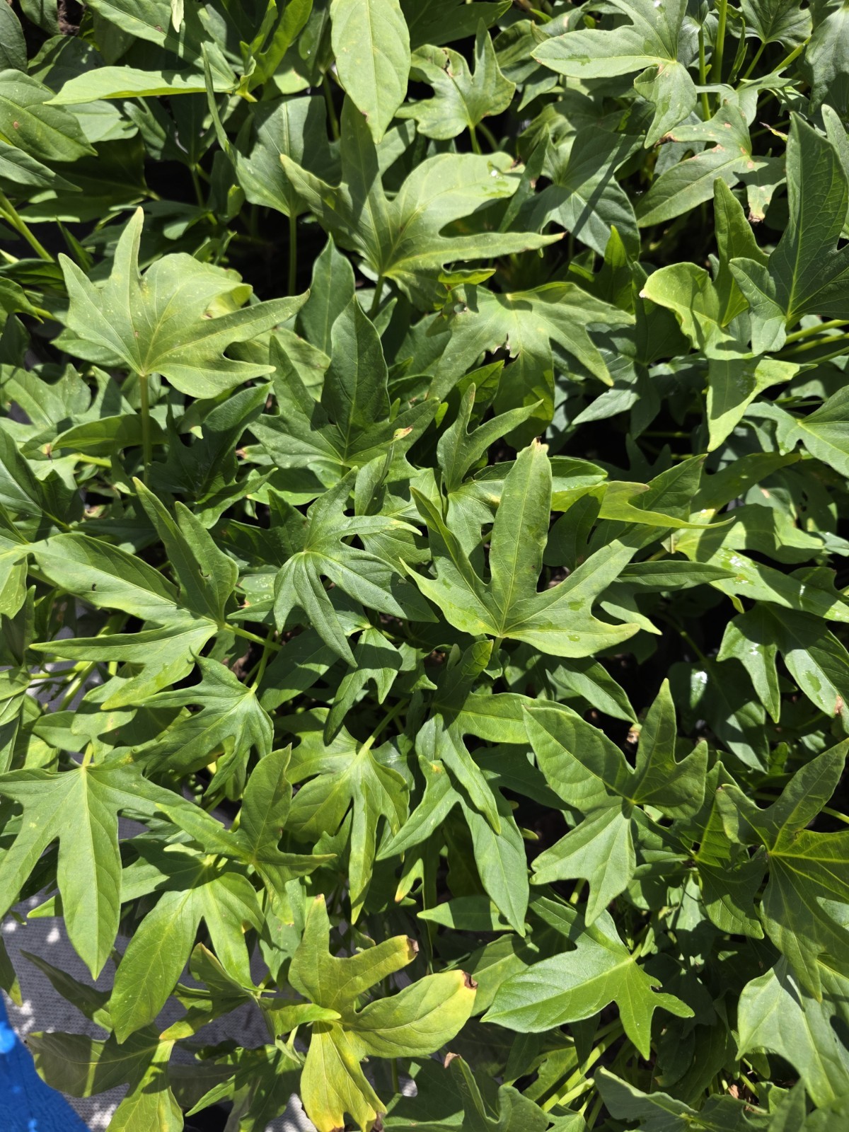 Korean White Sweet Potato ROOTED Slips (10ct) | Goguma White Ready to Plant Rare