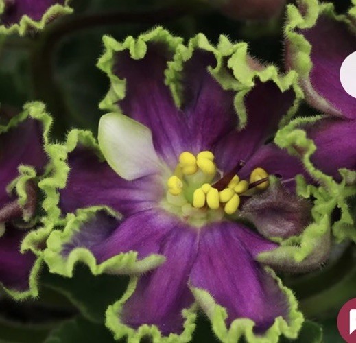 African Violet PLANT ~ AV- Polet Valkiriy(Ride of the Valkyries) Starter Rare