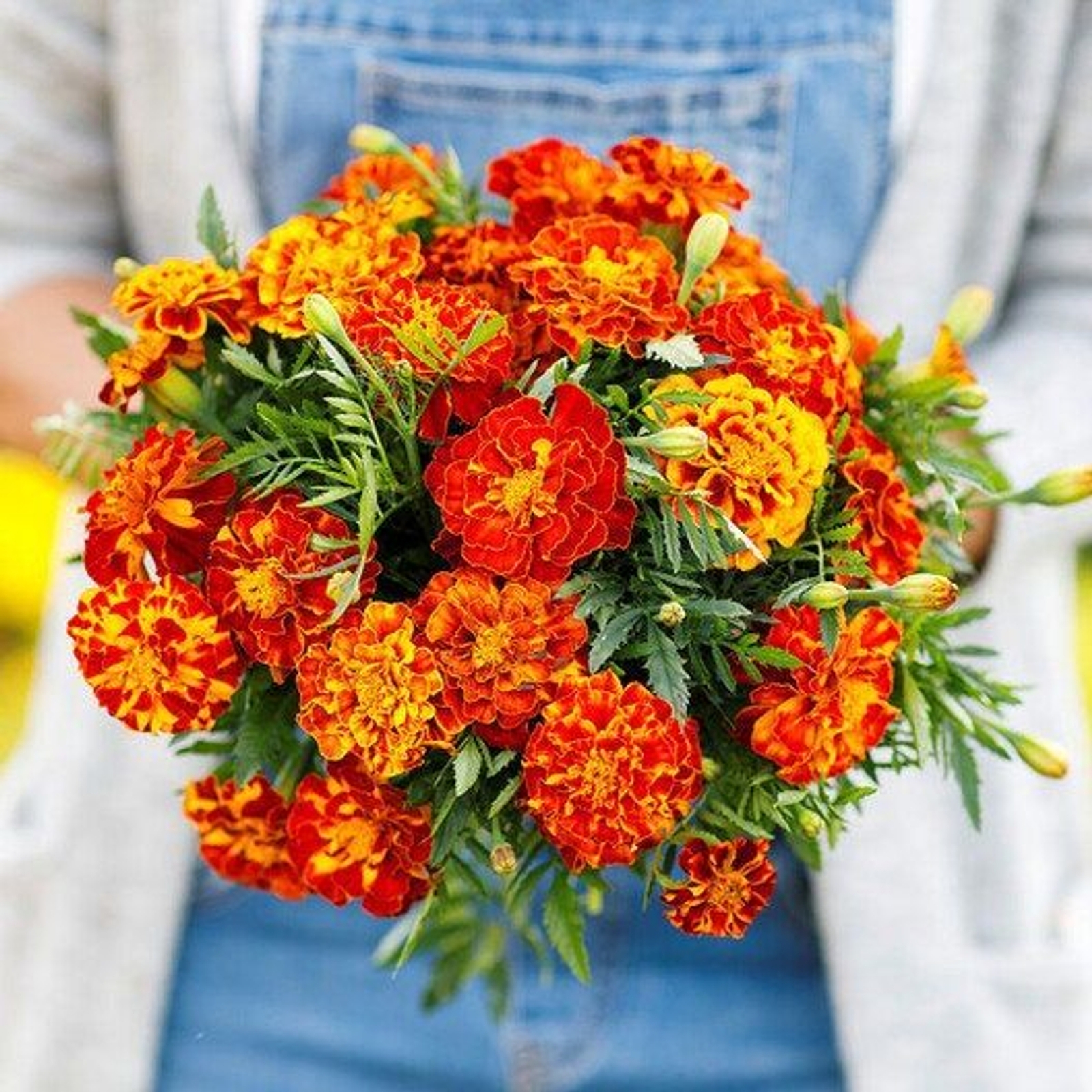 20+ French Marigold Mix Seeds Produce Large 18″ Plant with lots of 1.5″ blooms