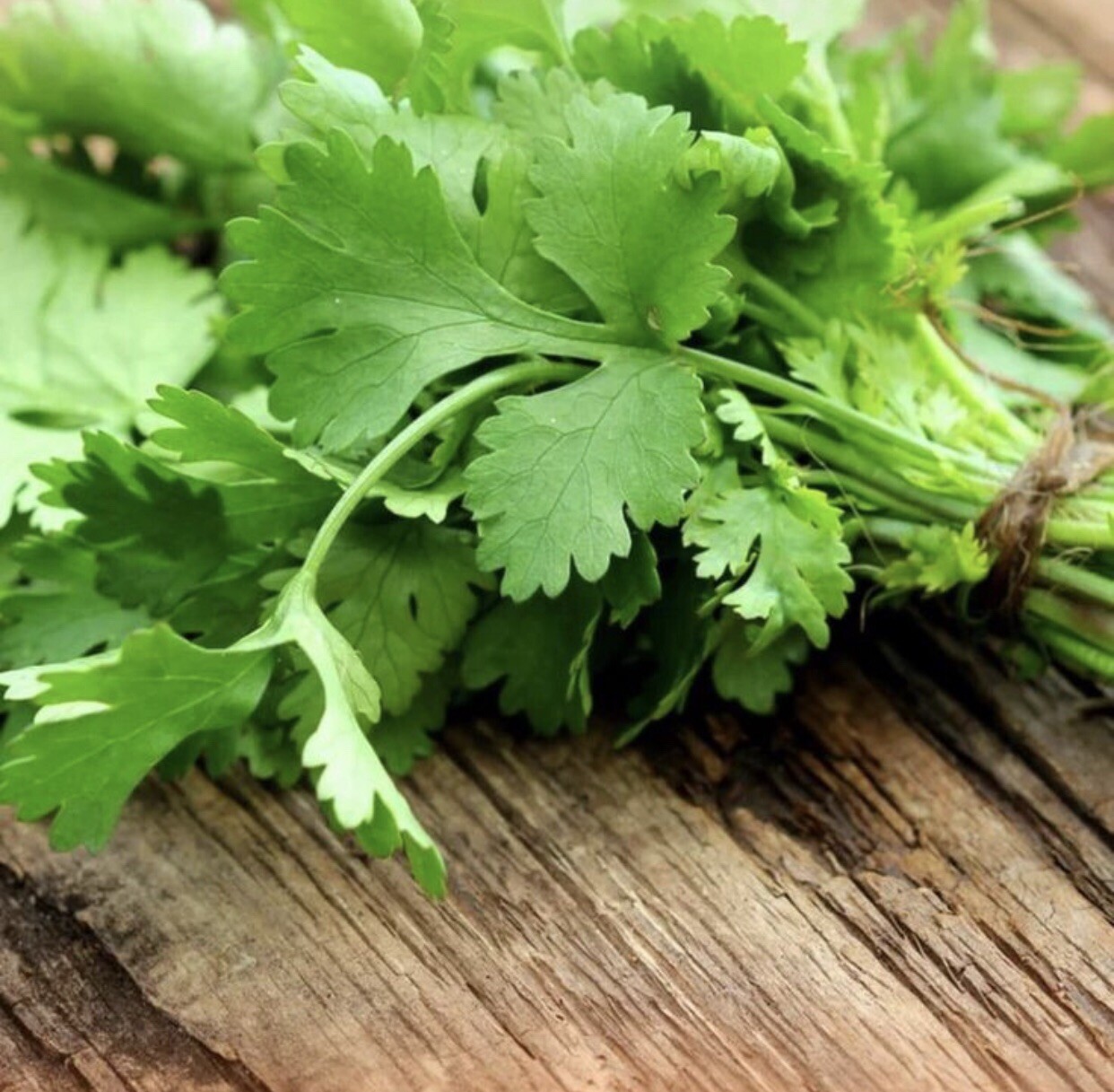 300 Fresh Cilantro/Coriander Seeds NON GMO-Open Pollinated-USA Seller