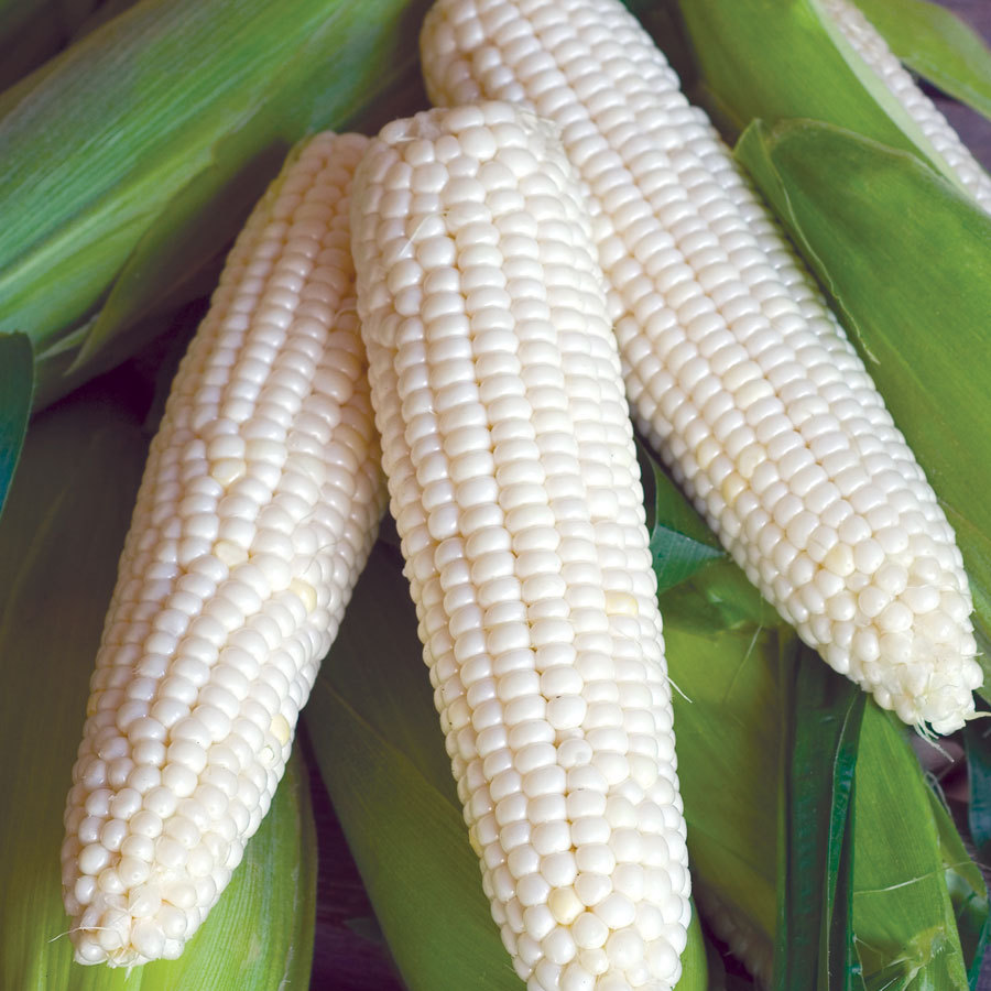 Sweet Corn Seed: Silver Queen Sweet Corn Seeds Fresh Seed FREE Shipping