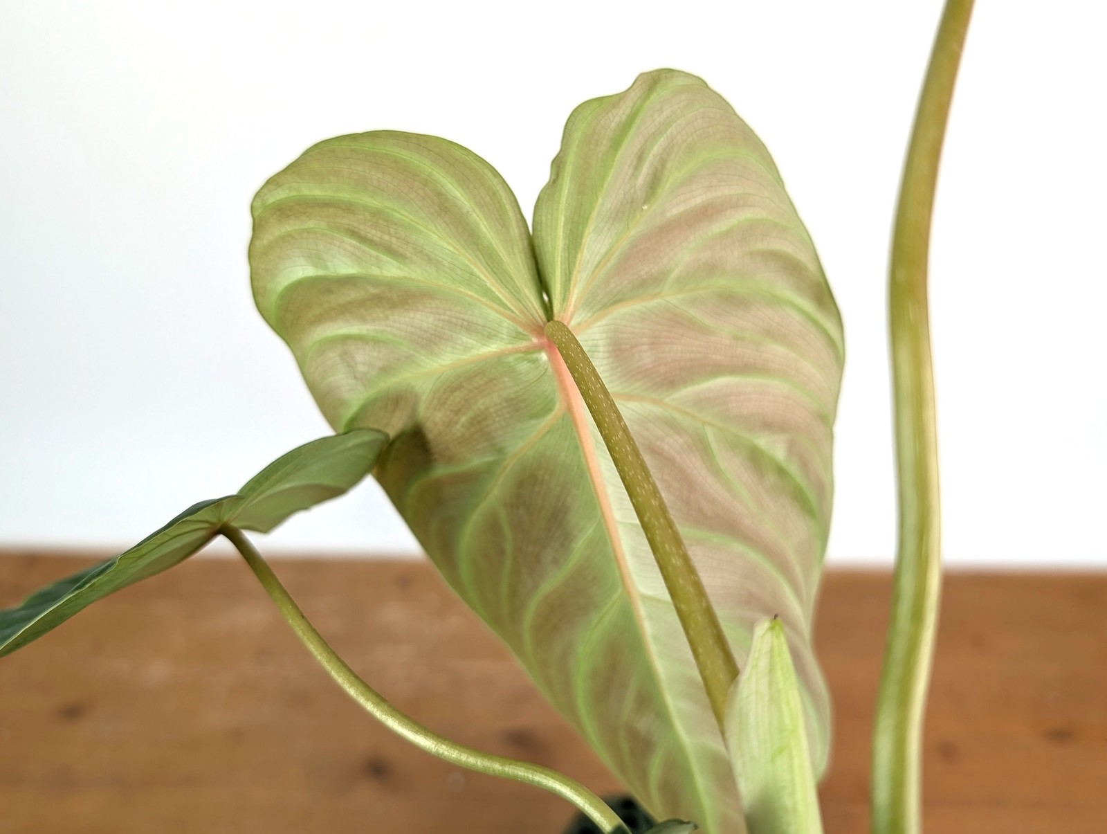 Philodendron Verrucosum 2 x Pastazanum