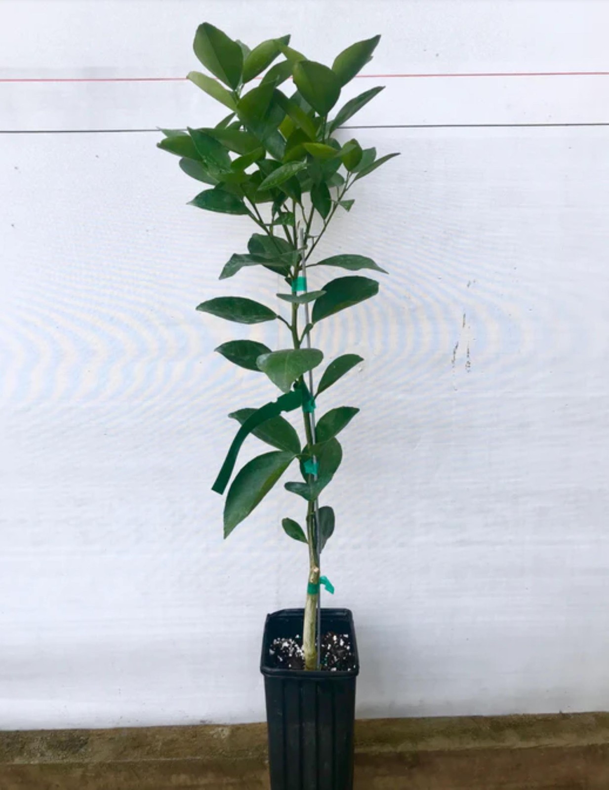 California only! Calamondin Calamansi Semi-Dwarf Tree, 24-36″ tall, grafted