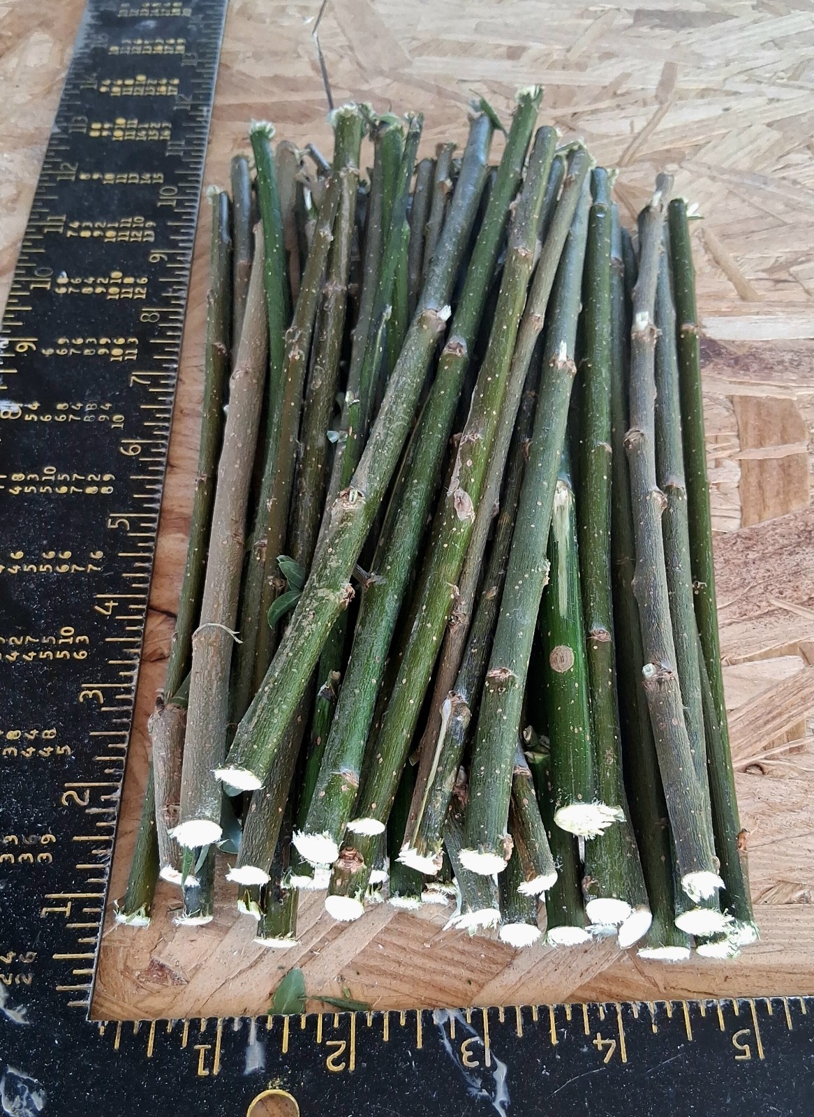 50 Hybrid Willow Tree Cuttings 1/4 inch or Smaller Fast Growing PRIVACY