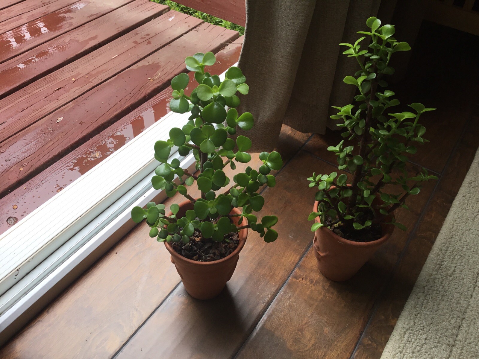 Christmas Tree Jade Cuttings…they even flower. 4 Cuttings