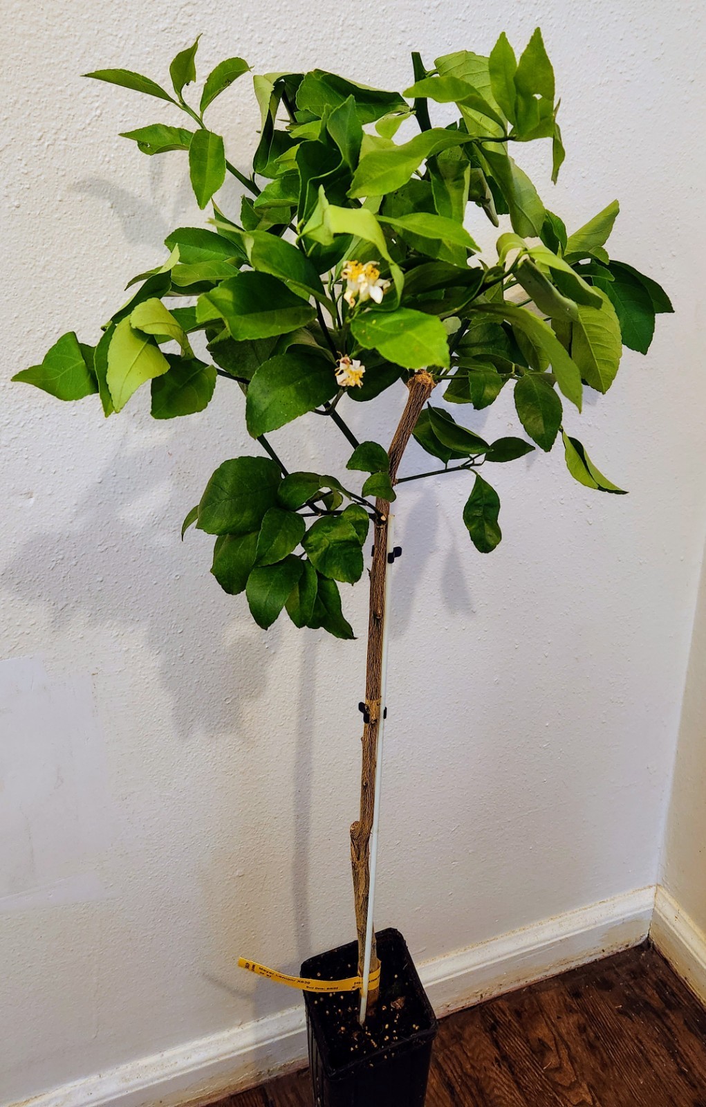 Meyer Lemon Tree – 30″-40″ Tall + Key LIME TREE 36-48″ TALL WITH 2 DAY SHIPPING