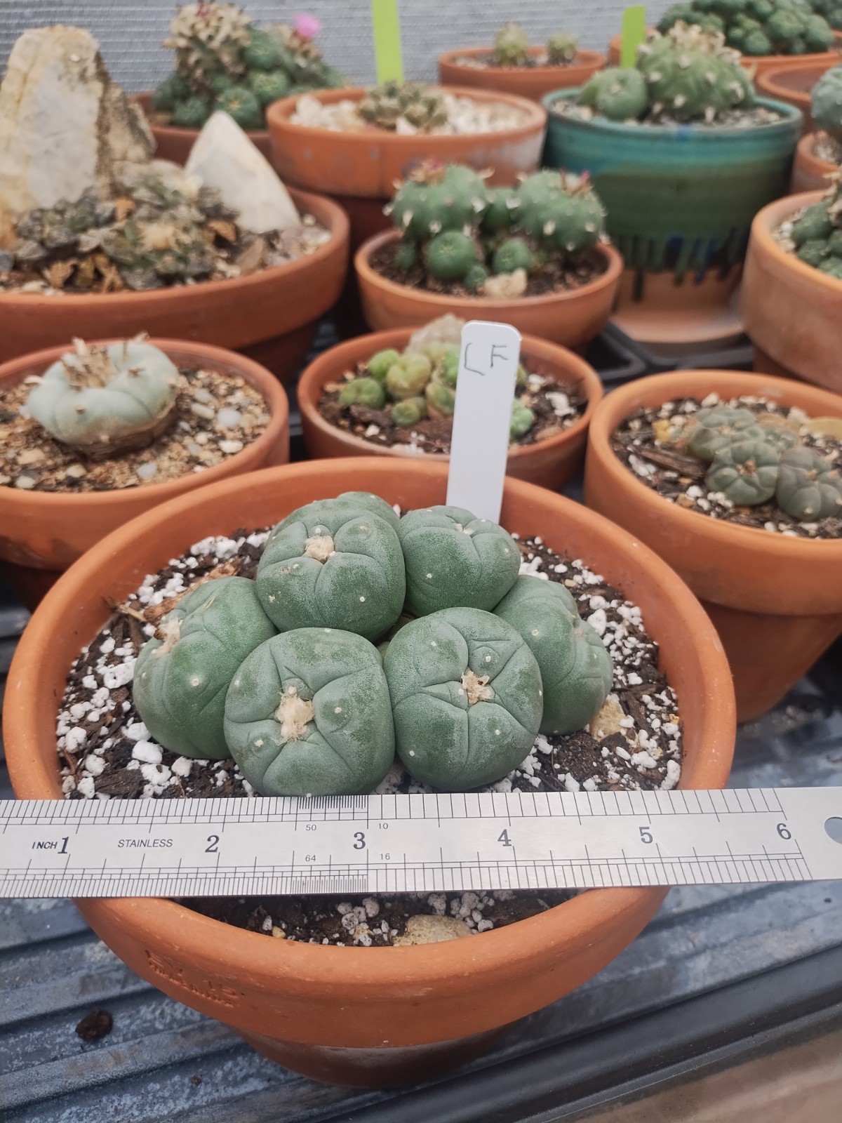 Rare, Old, Cactus, Large 4.25 Inch Diameter With 7 Heads Plant #3