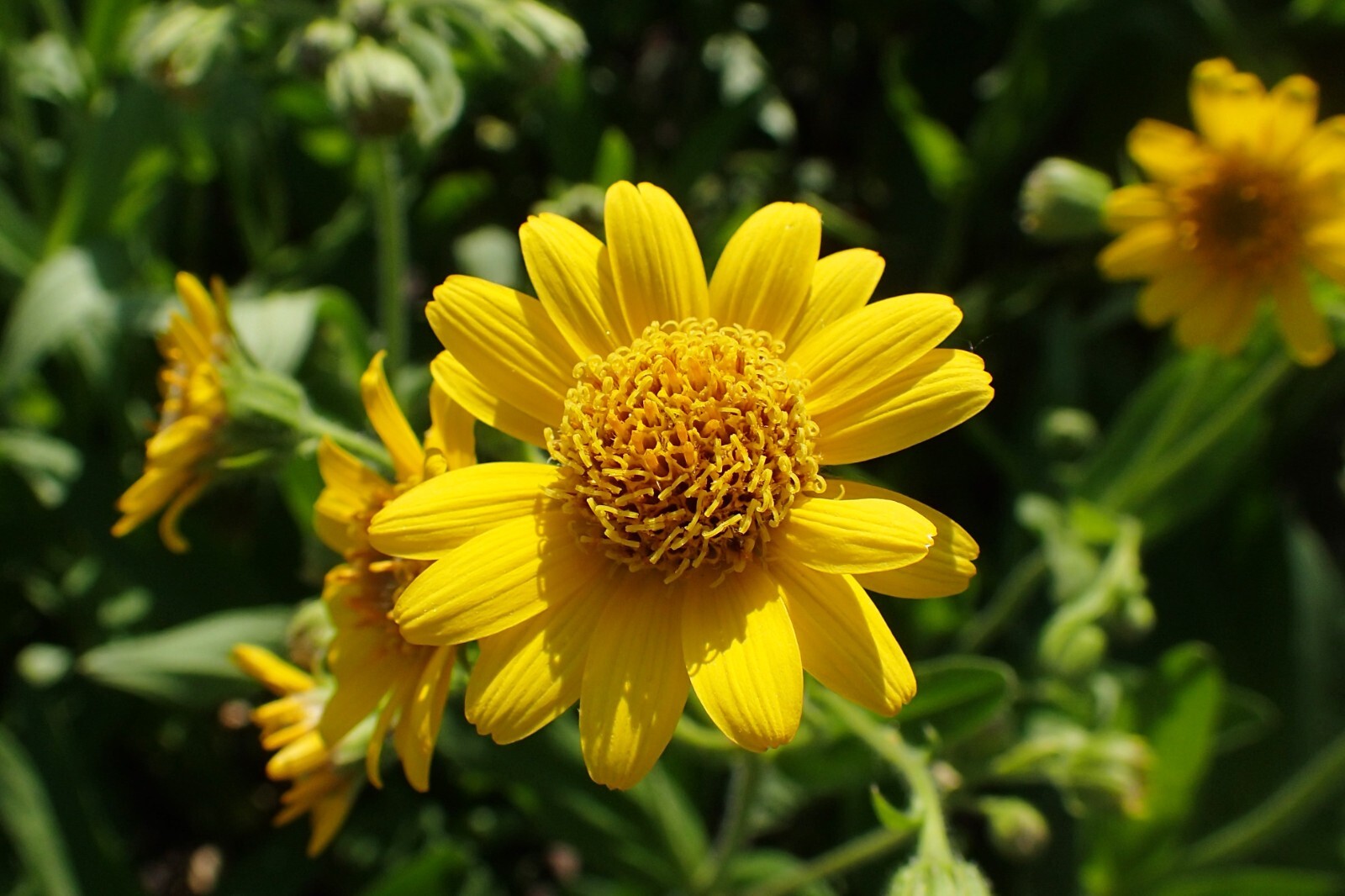 50 Arnica chamissonis seeds – Meadow Arnica Seeds – Beautiful Flower!